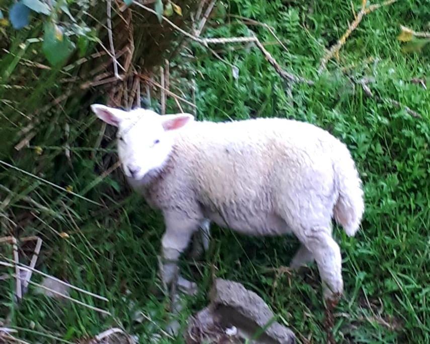 Rhos Y Bel Cottage Angelsey Llangadwaladr  Eksteriør billede